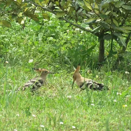 בית נופש A Deux Pas De St Cirq Lapopie , Des Murets De L'isa