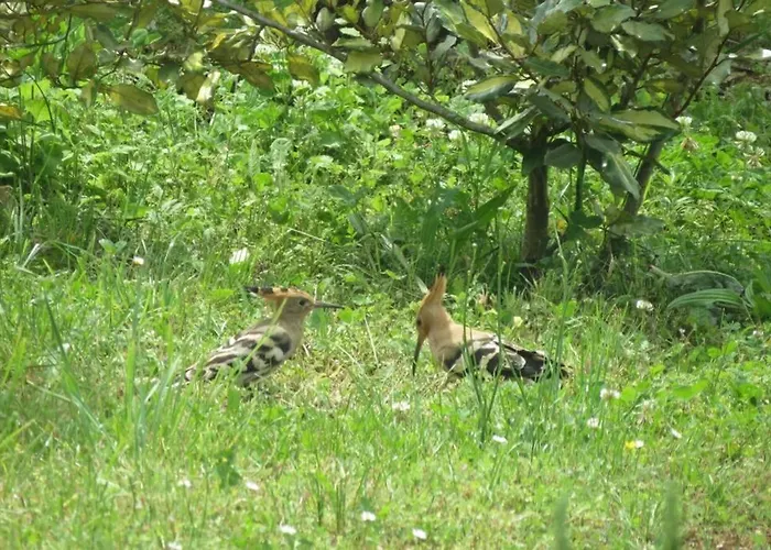 Casa vacanze A Deux Pas De St Cirq Lapopie , Des Murets De L'isa